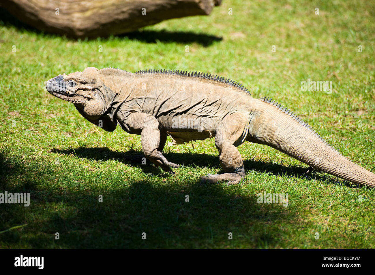 Rhinozeros-Leguan (Cyclura Cornuta) Stockfoto