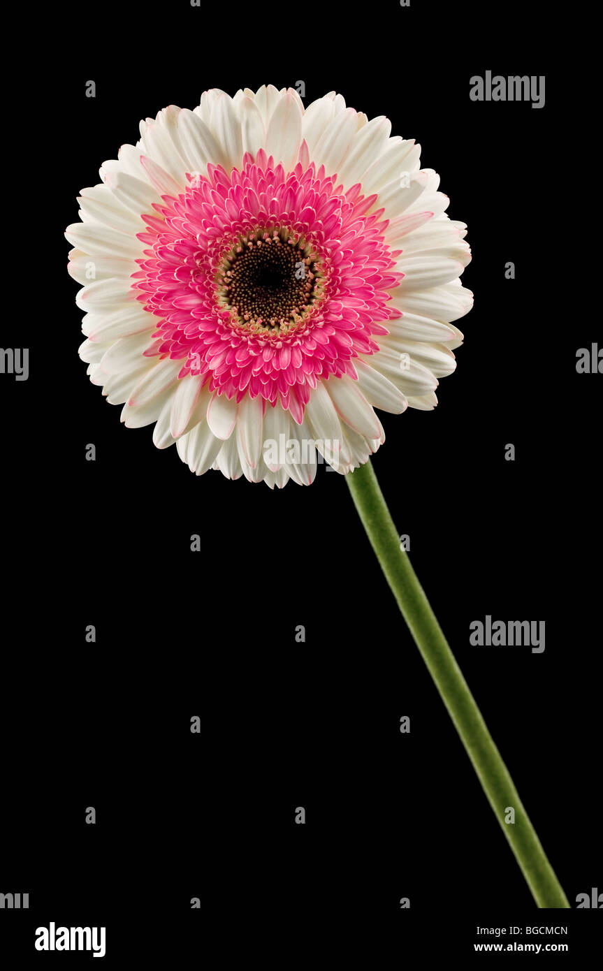 weiße und rosa Gerbera isoliert auf schwarz Stockfoto