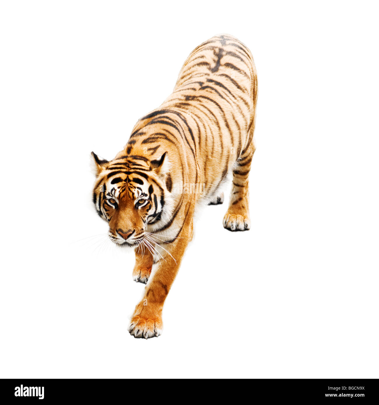 Tiger, isoliert auf weiss Stockfoto