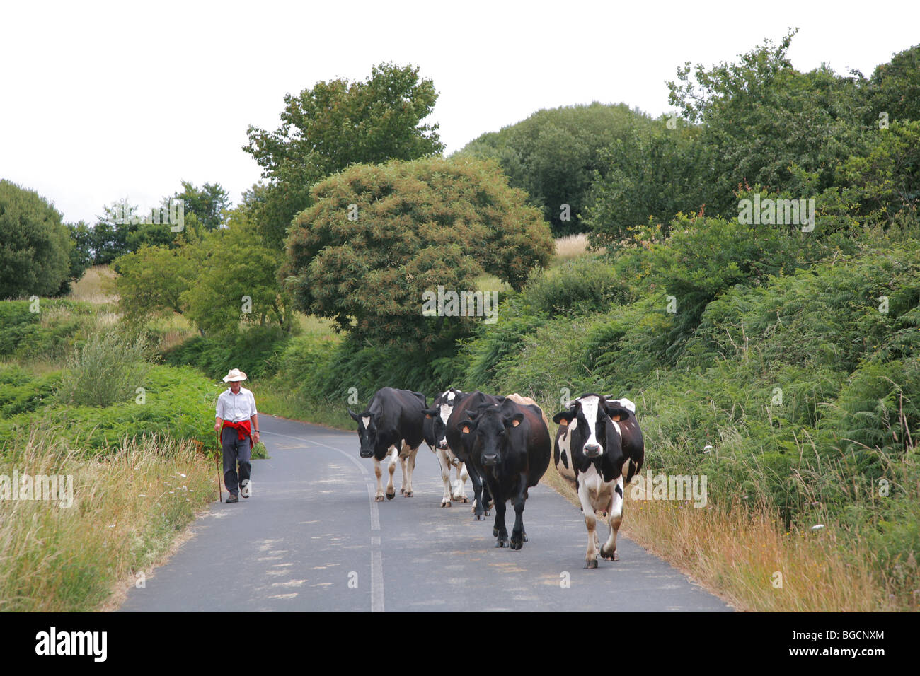 Mann und Kühe nach Hause, Weg nach Santiago, Santiago Weg, Spanien, Stockfoto