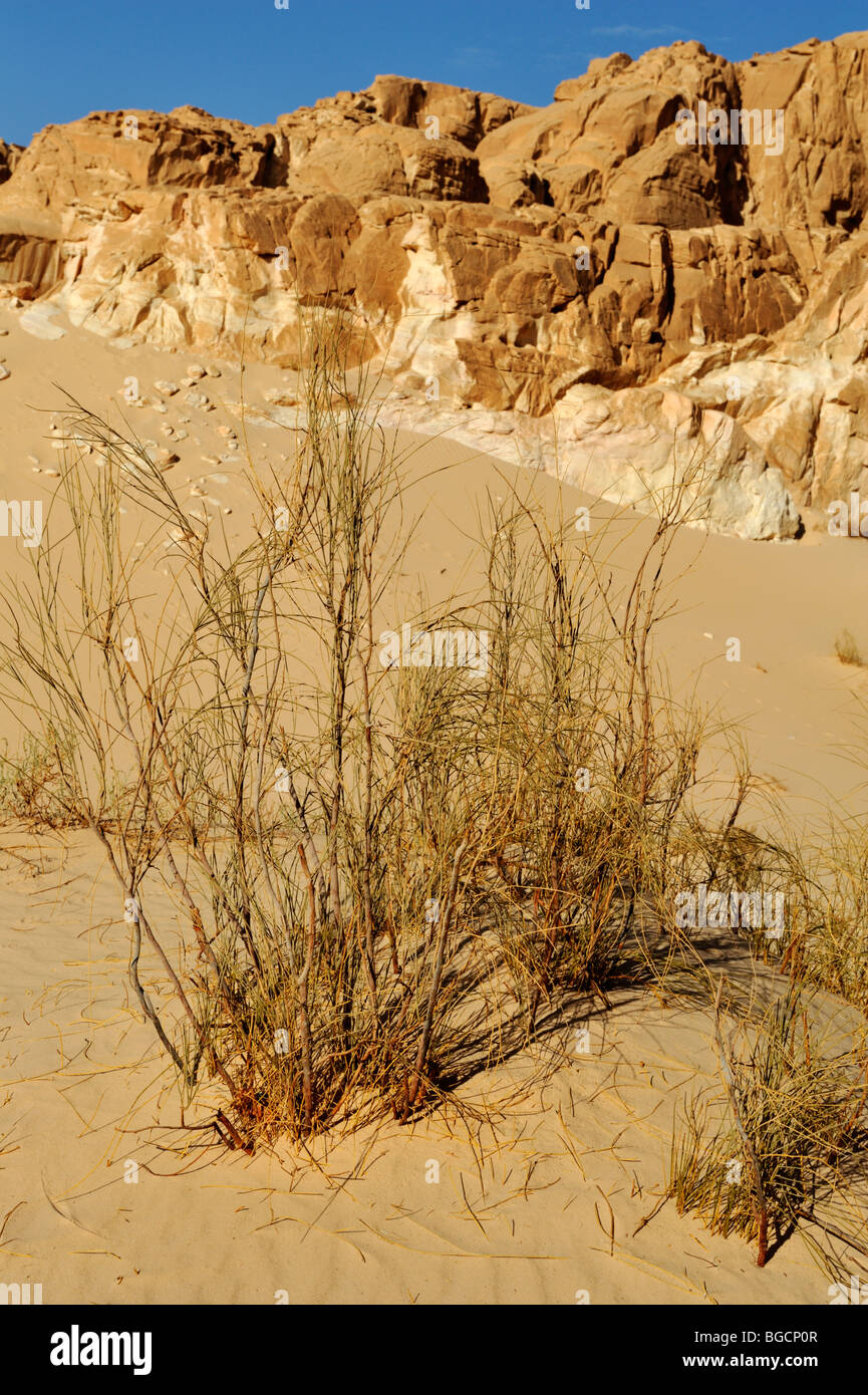 Wüste Pflanzen in Sanddüne, die zeigen, wie sie die Sand, Süd-Sinai, Ägypten zu stabilisieren Stockfoto