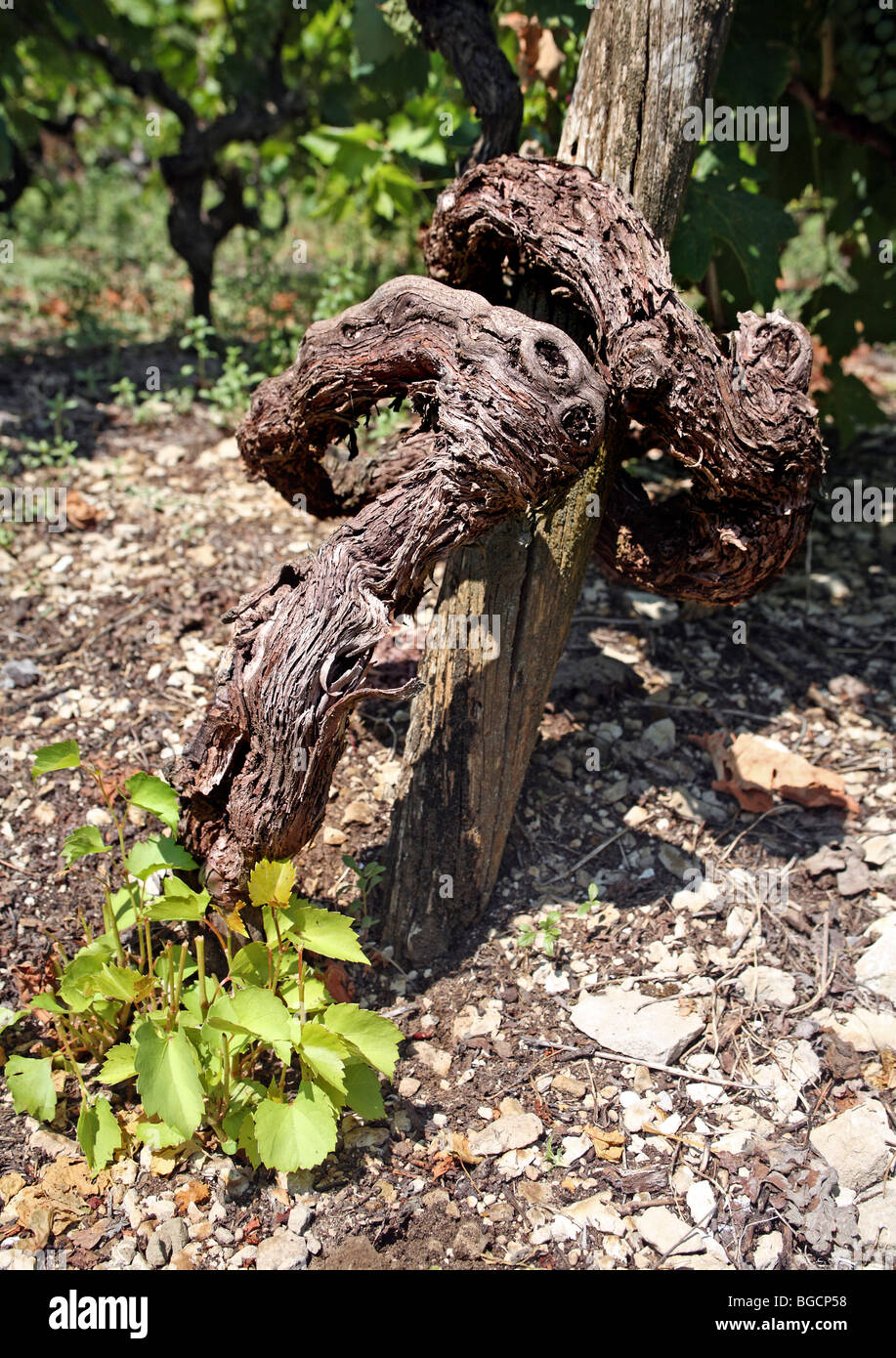 Nahaufnahme von einer Rebe Pflanze Stamm in ein altes Weingut. Halbinsel Peljesac, Dalmatien, Kroatien, Stockfoto