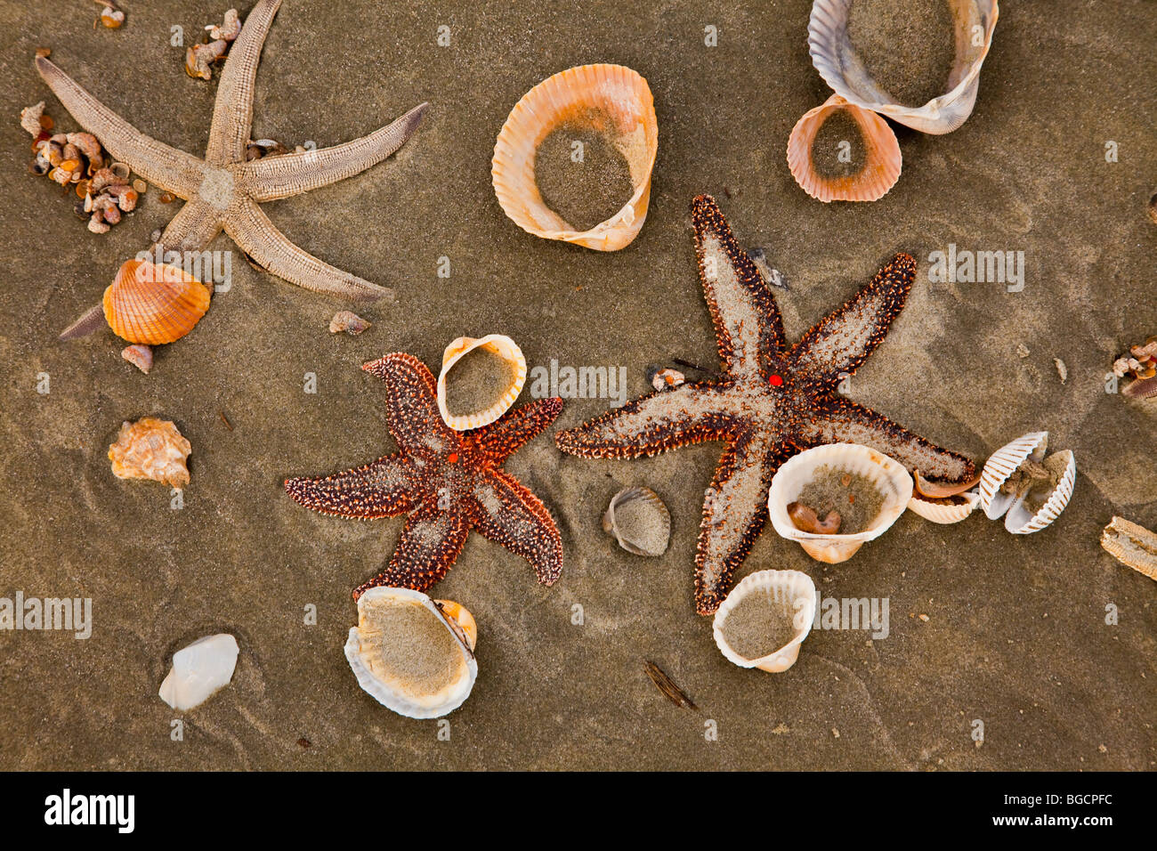 Ein Zucker-Seestern (Asterias Rubens) auf Isle of Palms Beach in der Nähe von Charleston, SC. Stockfoto