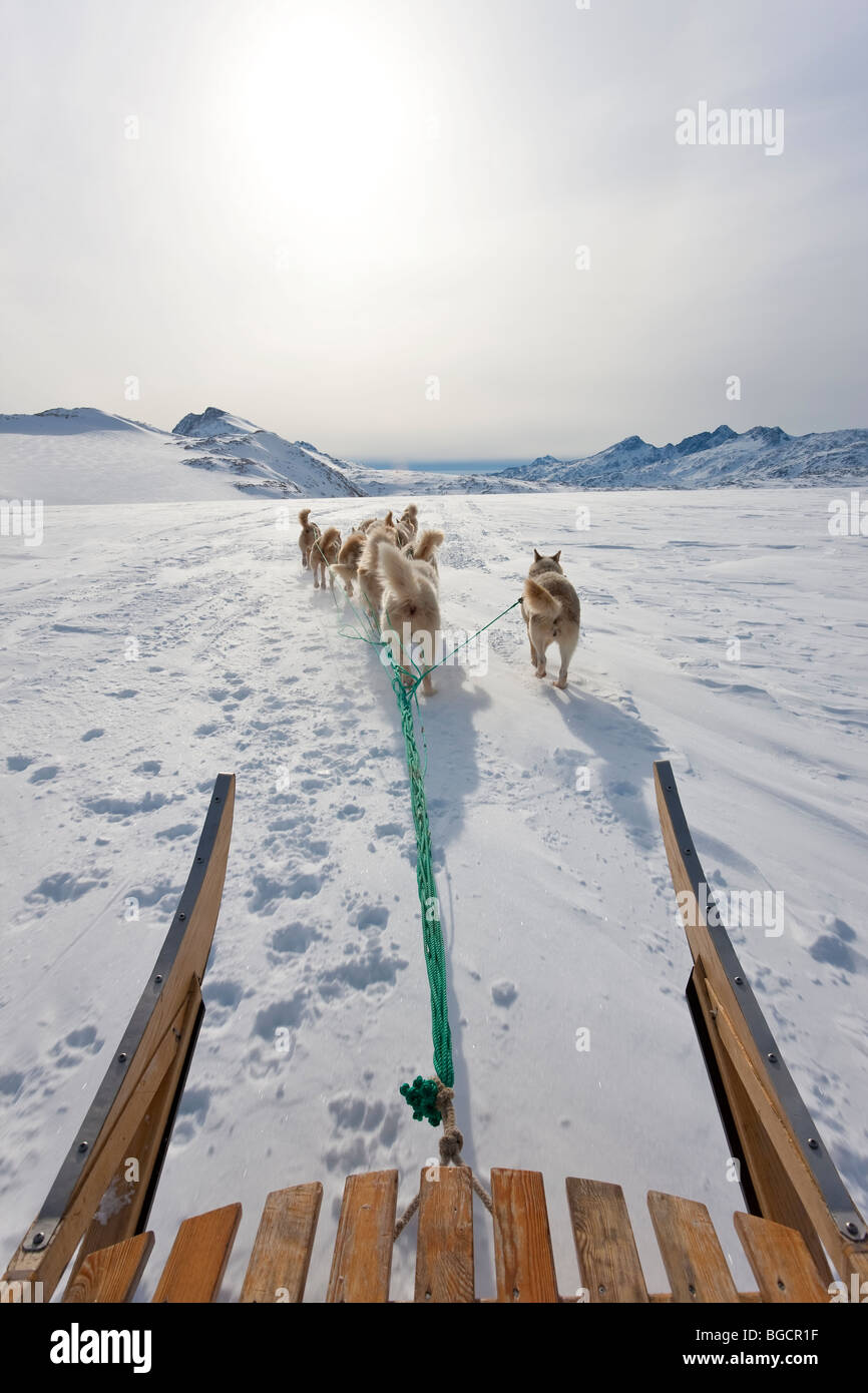Hundeschlitten, E. Grönland Stockfoto