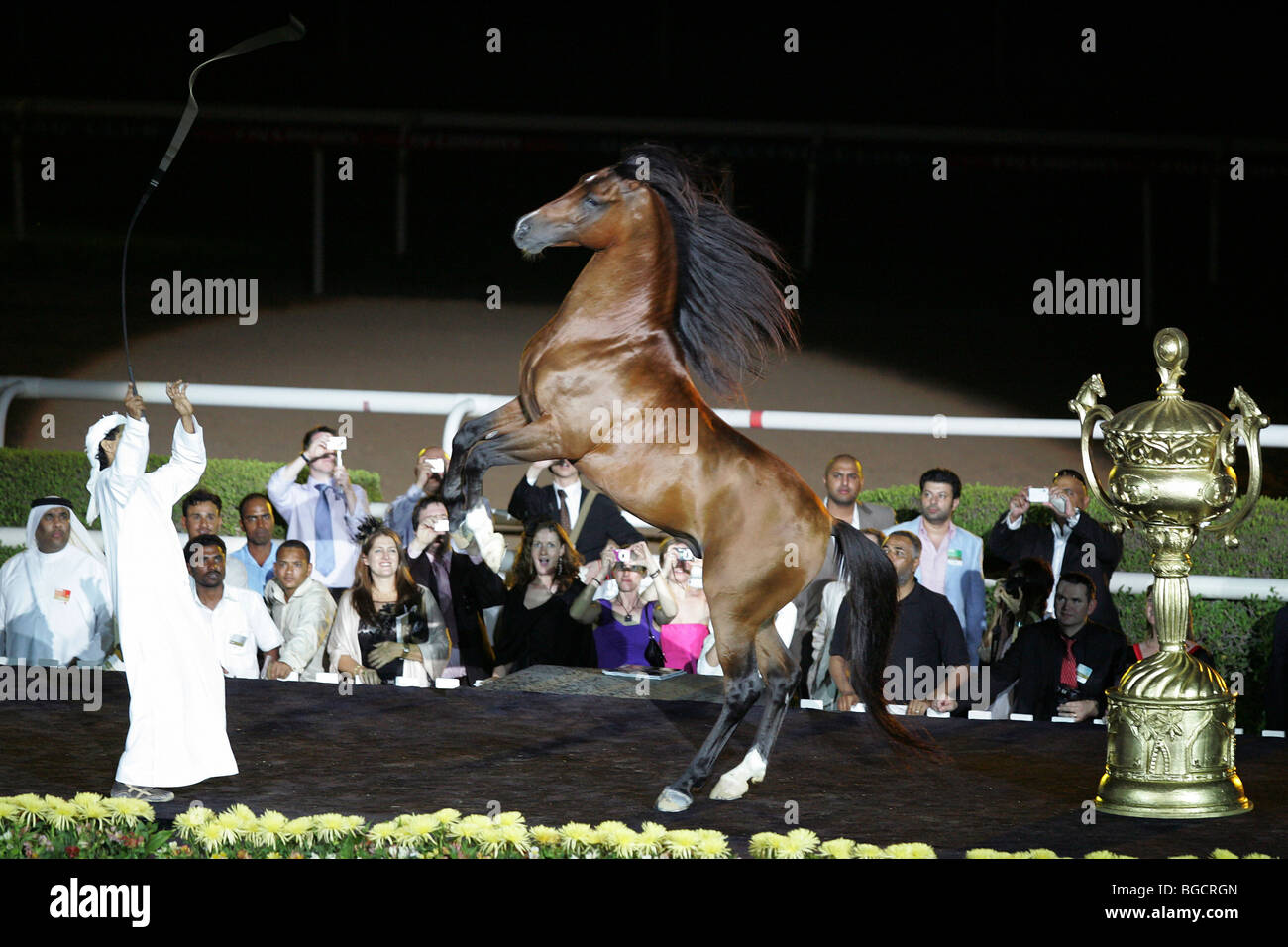 Ein Pferd Aufzucht auf Befehl, Dubai, Vereinigte Arabische Emirate Stockfoto
