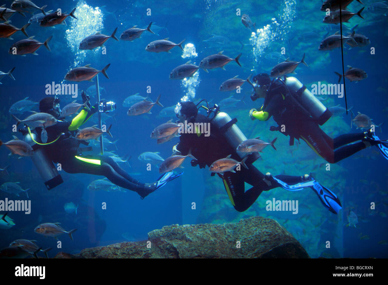Taucher im Aquarium in der Dubai Mall, Dubai, Vereinigte Arabische Emirate Stockfoto
