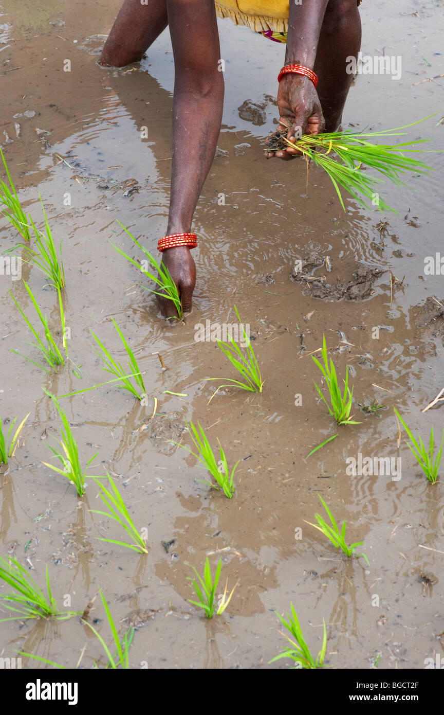 Indische Frau junge Reis Pflanzen in einem Reisfeld. Andhra Pradesh, Indien Stockfoto