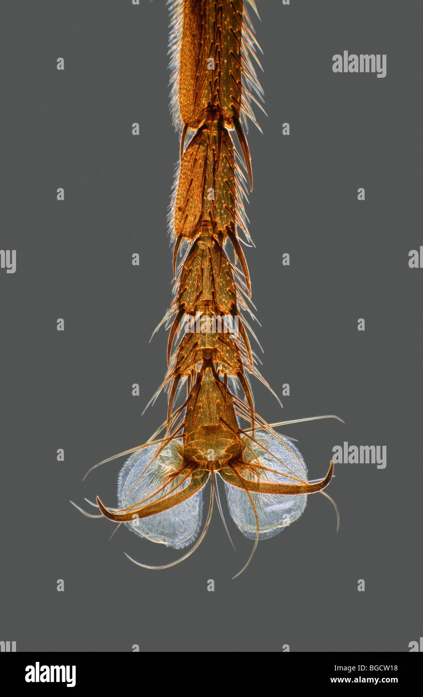 Fleshfly Bein- und Fußfreiheit Detail Dunkelfeld Mikrophotographie zeigt allgemeine Struktur Stockfoto