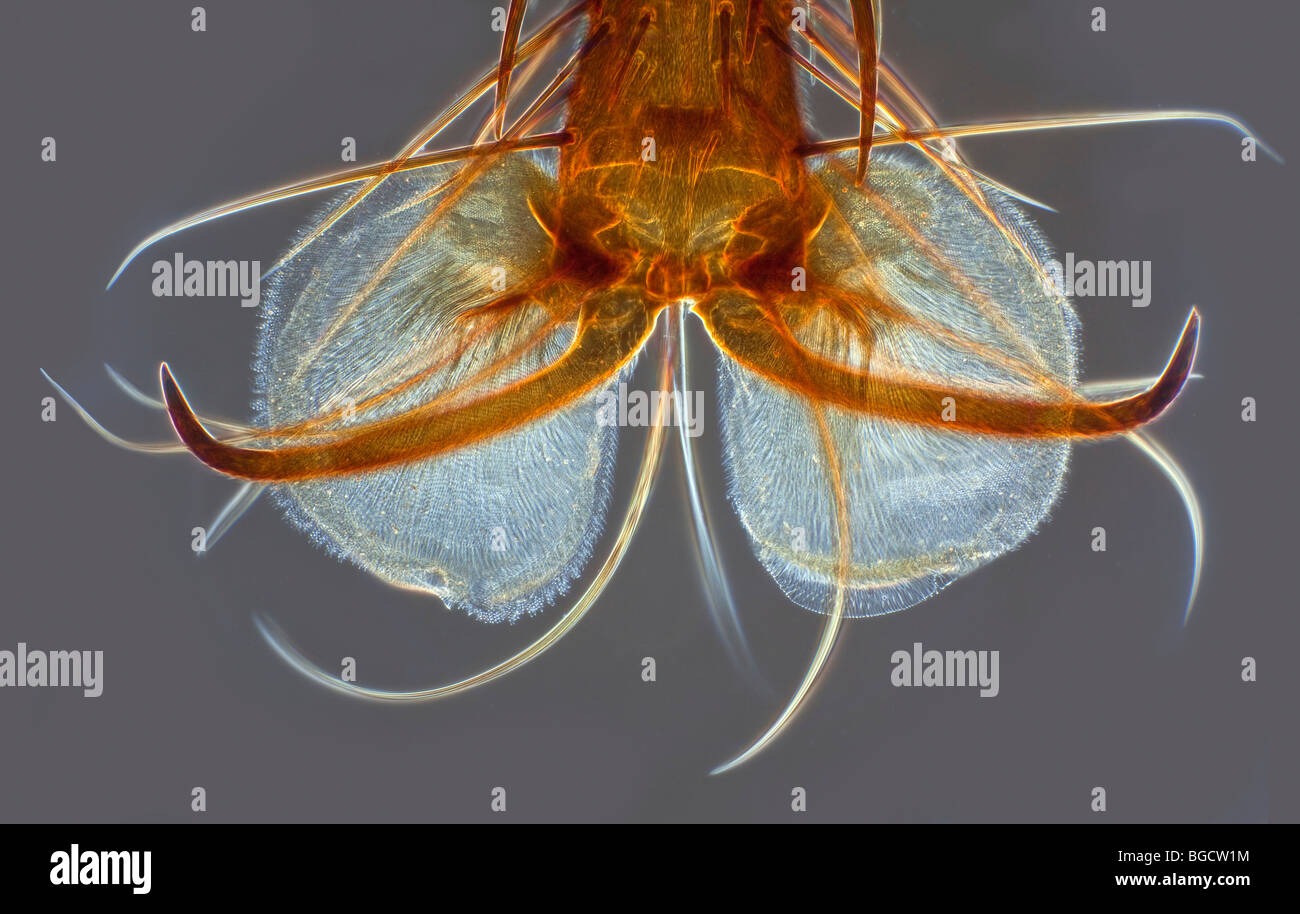 Fleshfly Fuß Detail Dunkelfeld Mikrophotographie zeigt allgemeine Struktur Stockfoto