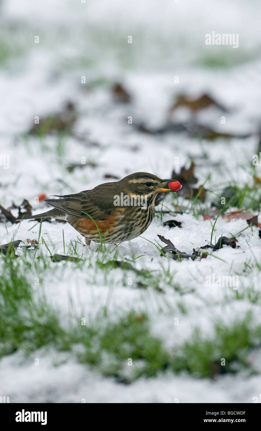 Rotdrossel im Schnee mit Berry UK Stockfoto