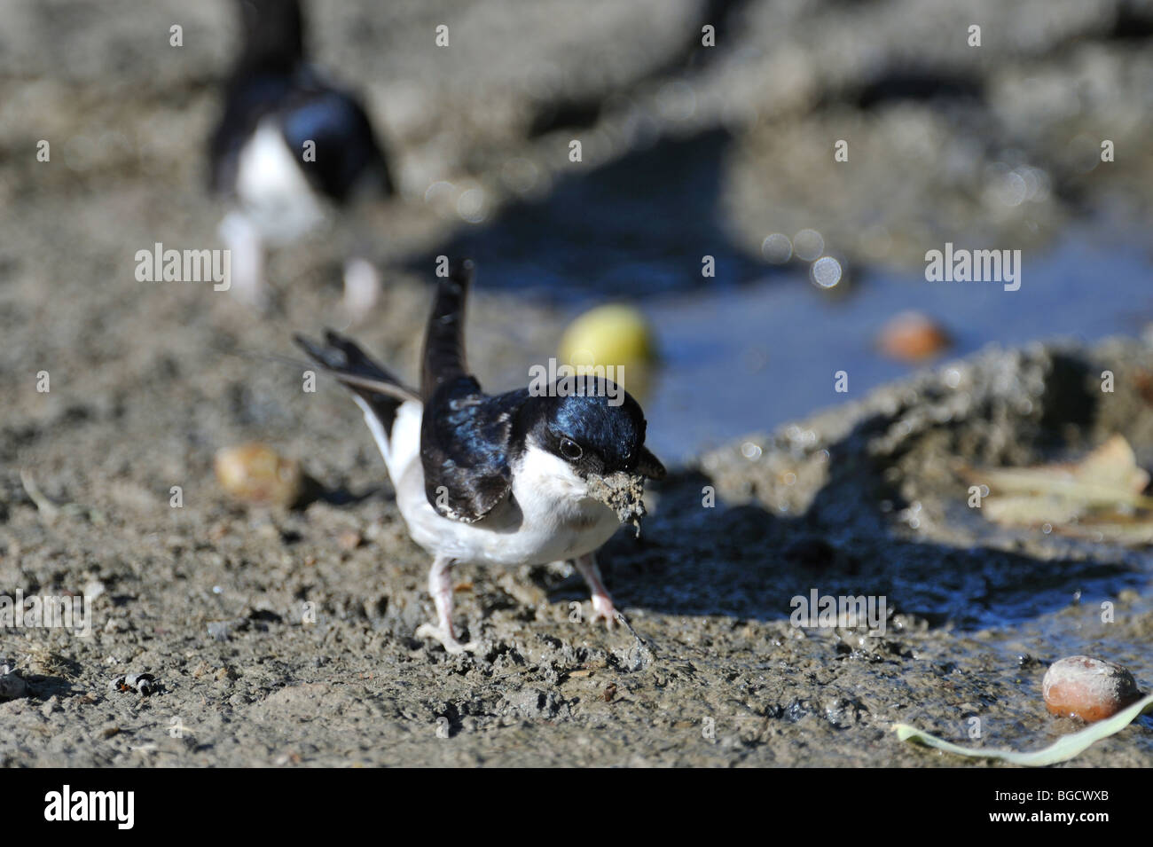 Gemeinsamen Mehlschwalben (Delichon Urbicum / Delichon Urbica) Schlamm für den Nestbau zu sammeln Stockfoto