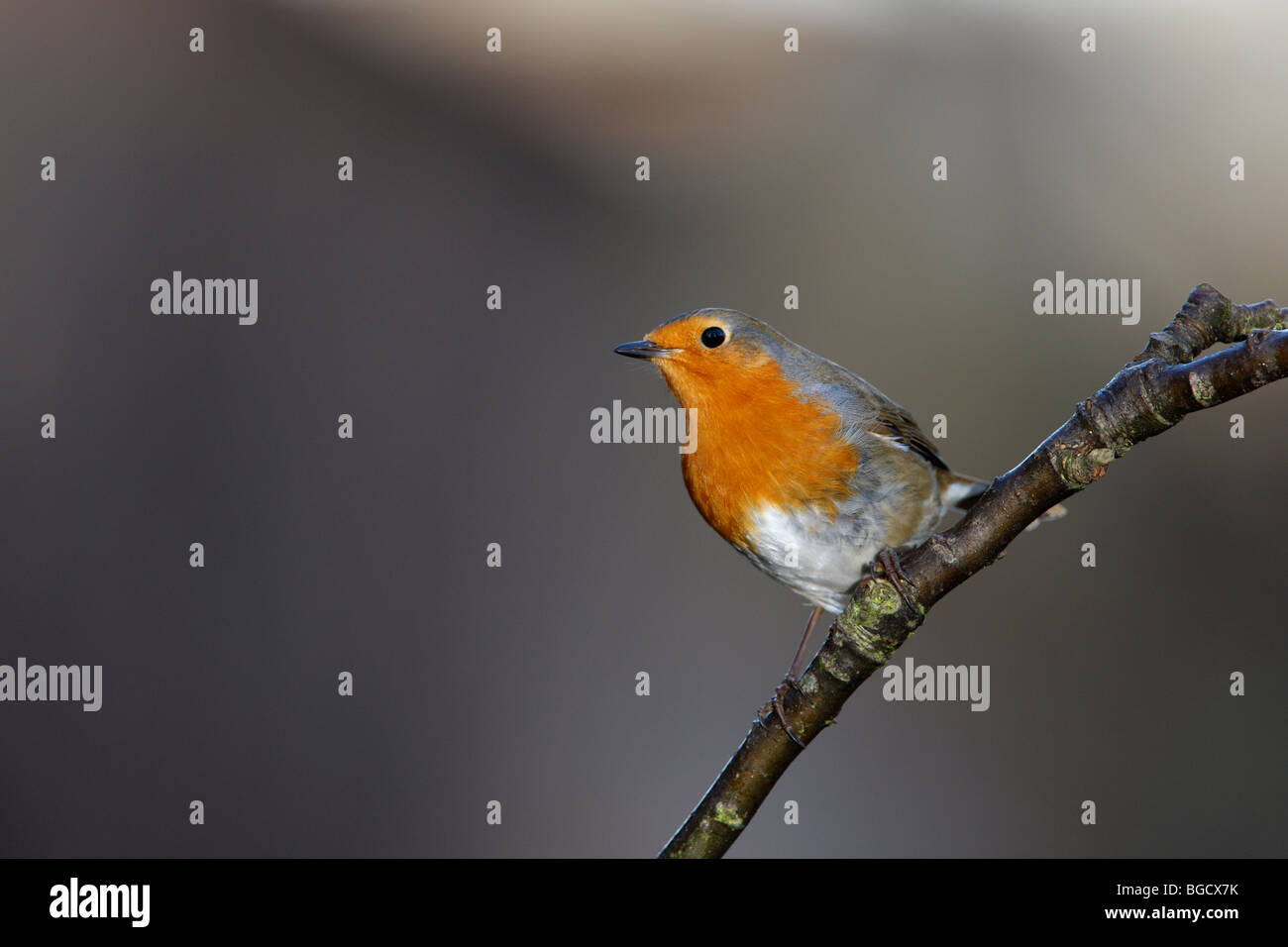 Robin Erithacus Rubecula auf Zweig Stockfoto