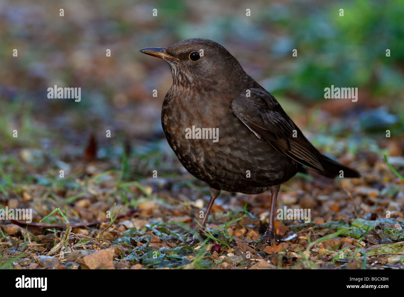 Amsel Turdus Merula am Boden Kiesweg Stockfoto