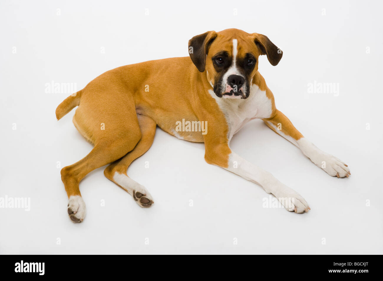 Boxer Hund Festlegung auf dem Boden Stockfoto