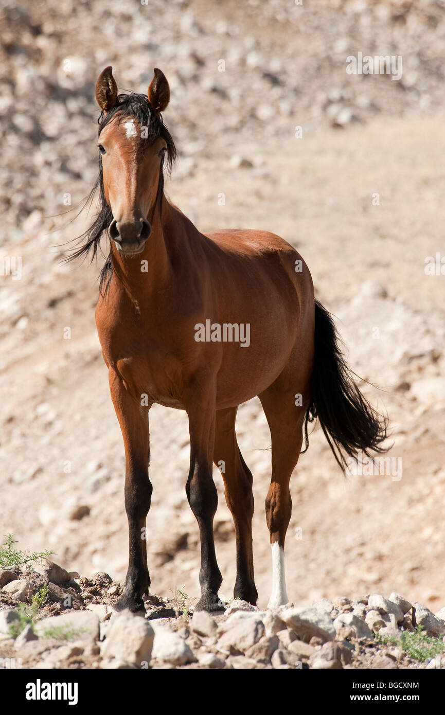 Wilde Pferd Equus Ferus Caballus Nevada Stockfoto