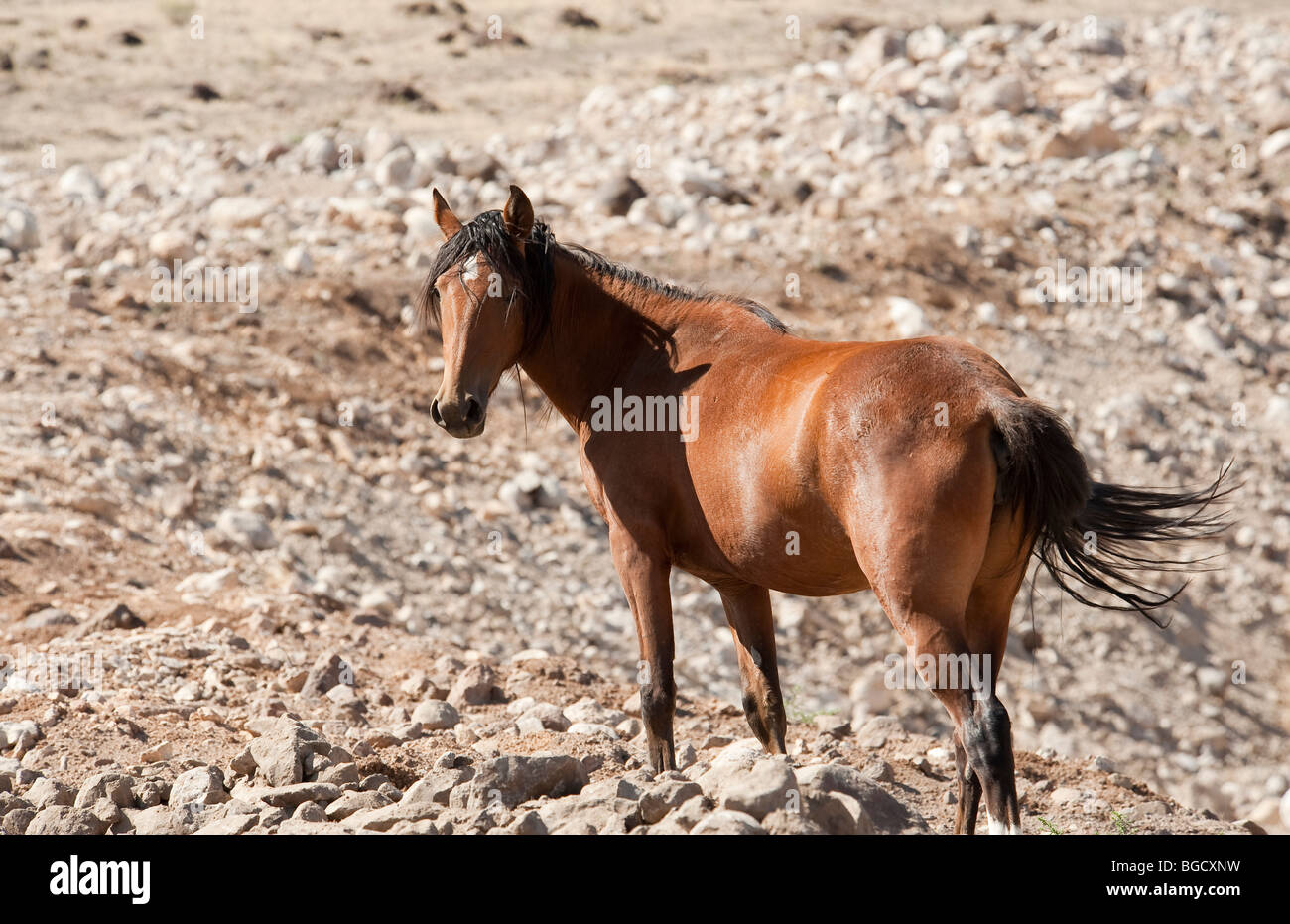 Wilde Pferd Equus Ferus Caballus Nevada Stockfoto