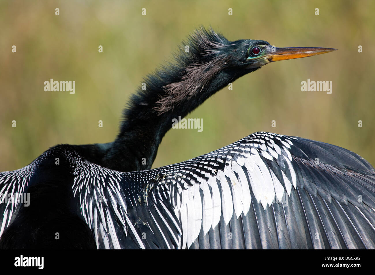 Nahaufnahme von Flügel und Kopf des Kormorans gerade für Fisch vom Baum im Everglades National Park, Florida, USA Stockfoto