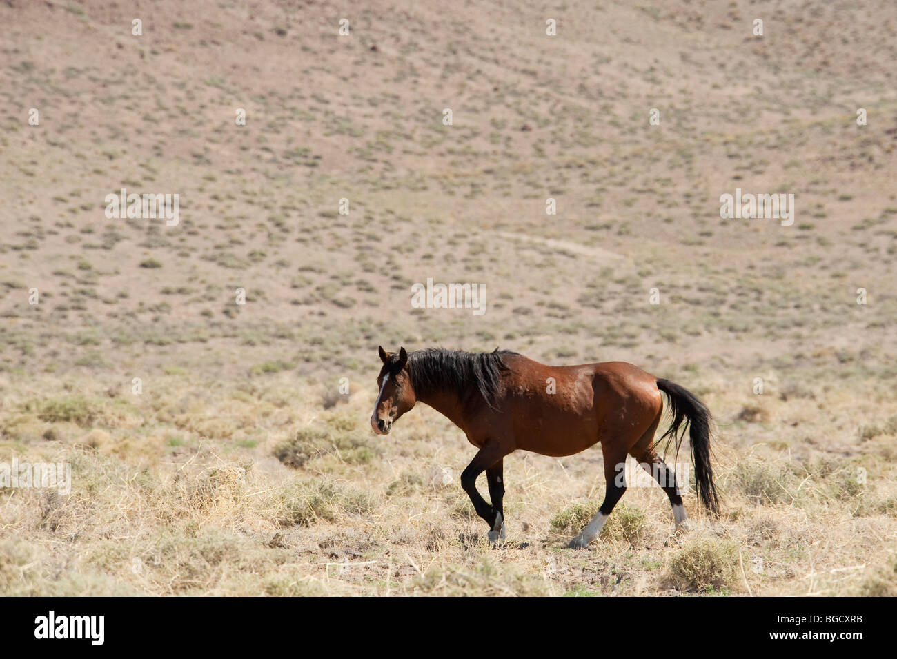 Wilde Pferd Equus Ferus Caballus Nevada Stockfoto