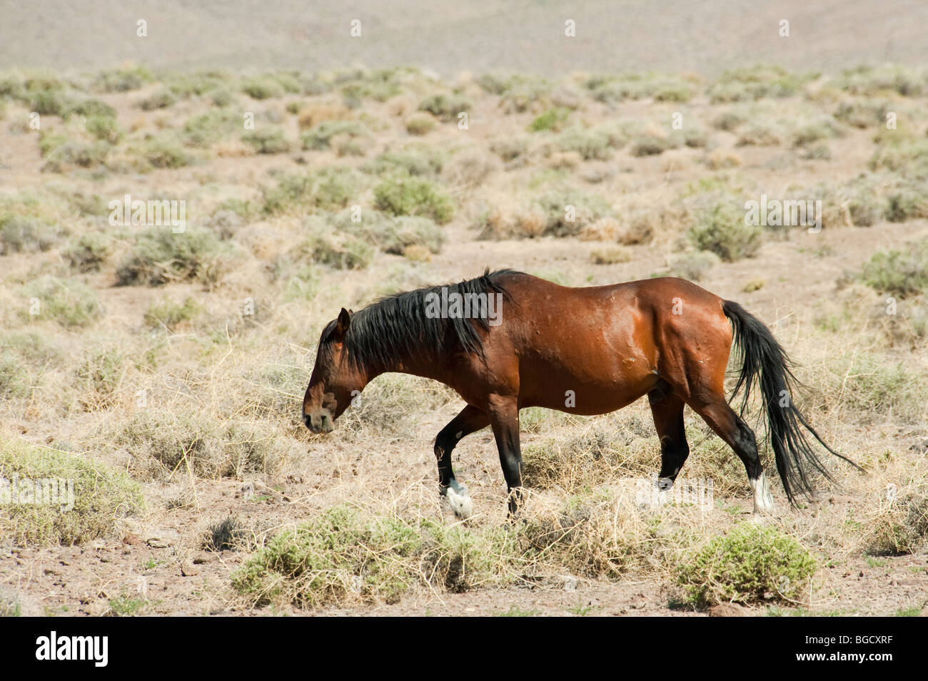 Wilde Pferd Equus Ferus Caballus Nevada Stockfoto