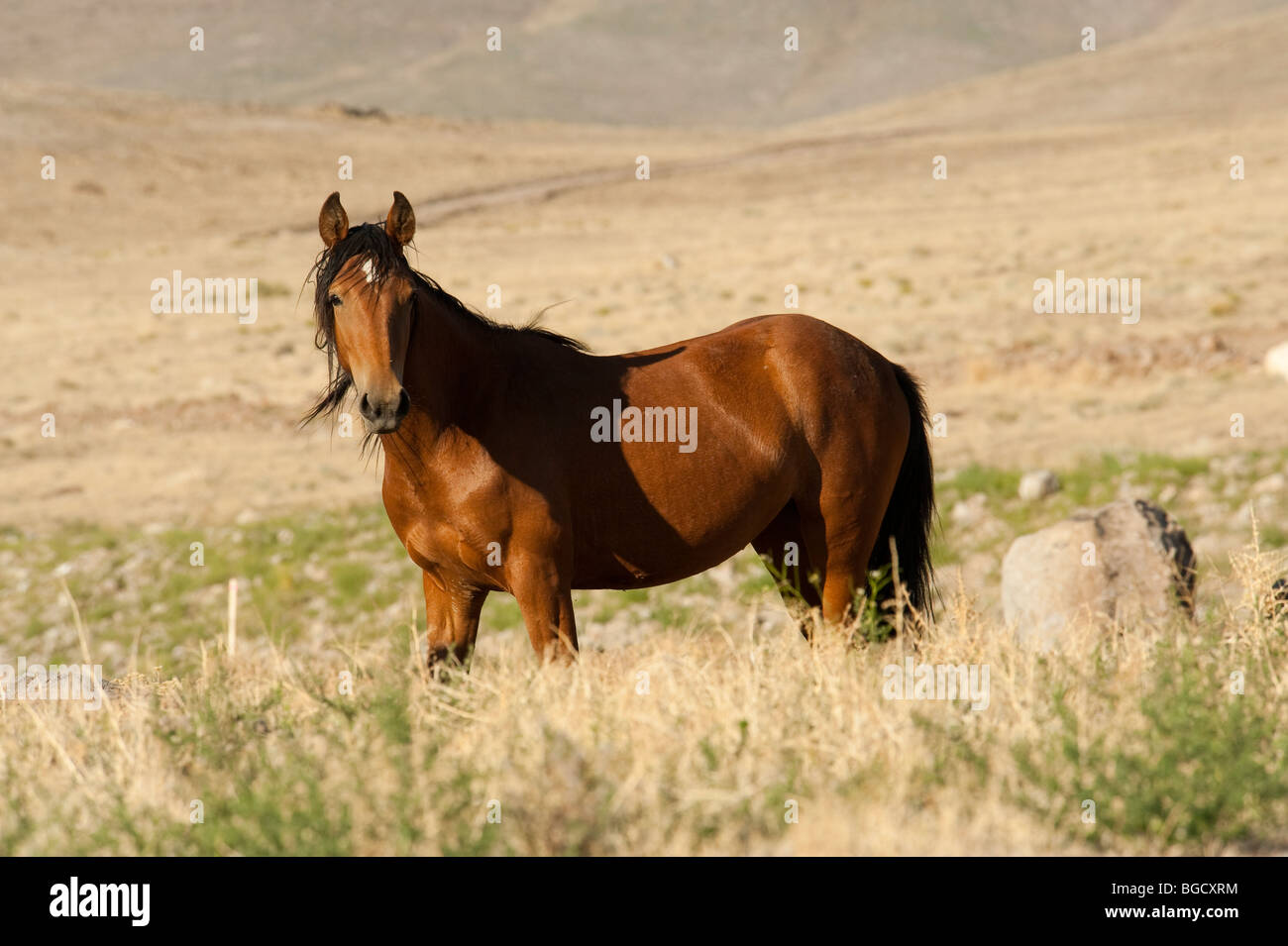 Wilde Pferd Equus Ferus Caballus Nevada Stockfoto
