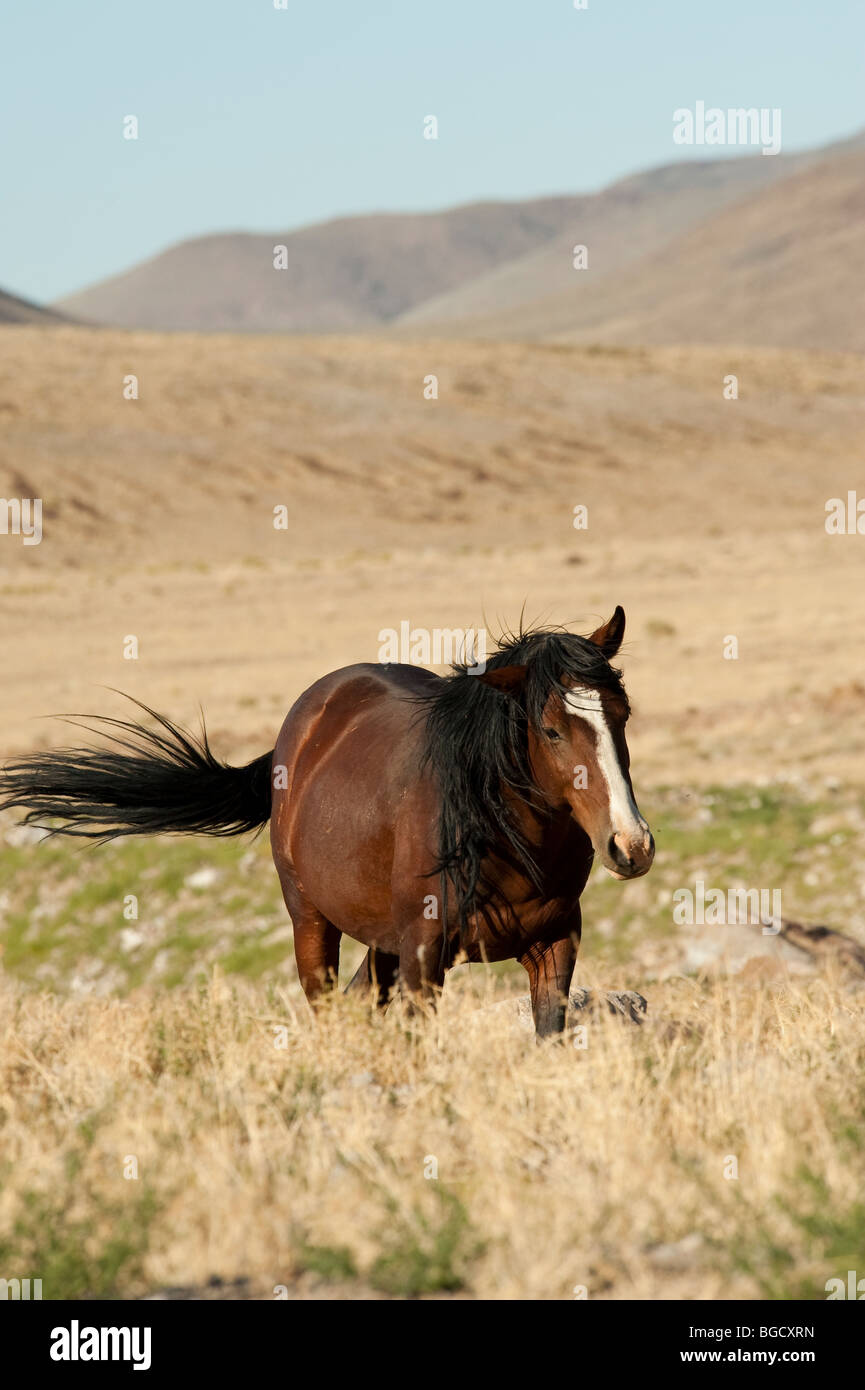 Wilde Pferd Equus Ferus Caballus Nevada Stockfoto