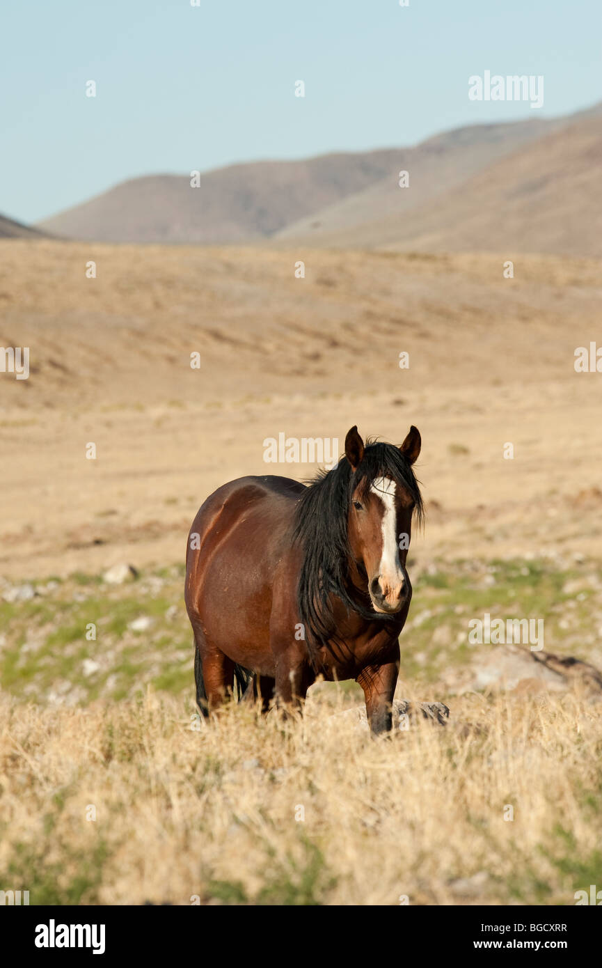 Wilde Pferd Equus Ferus Caballus Nevada Stockfoto