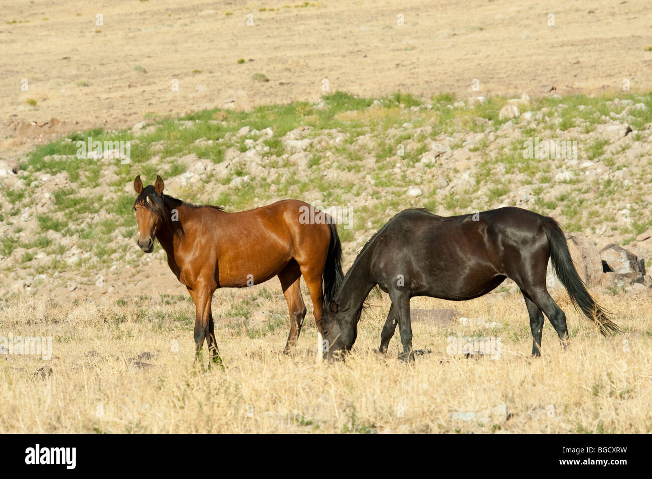 Wilde Pferde Equus Ferus Caballus Nevada Stockfoto