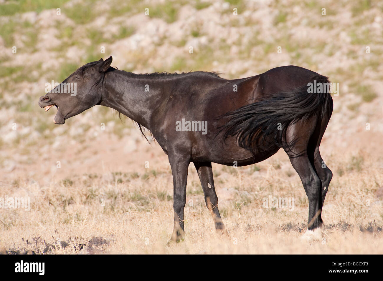 Wilde Pferd Equus Ferus Caballus Nevada Stockfoto
