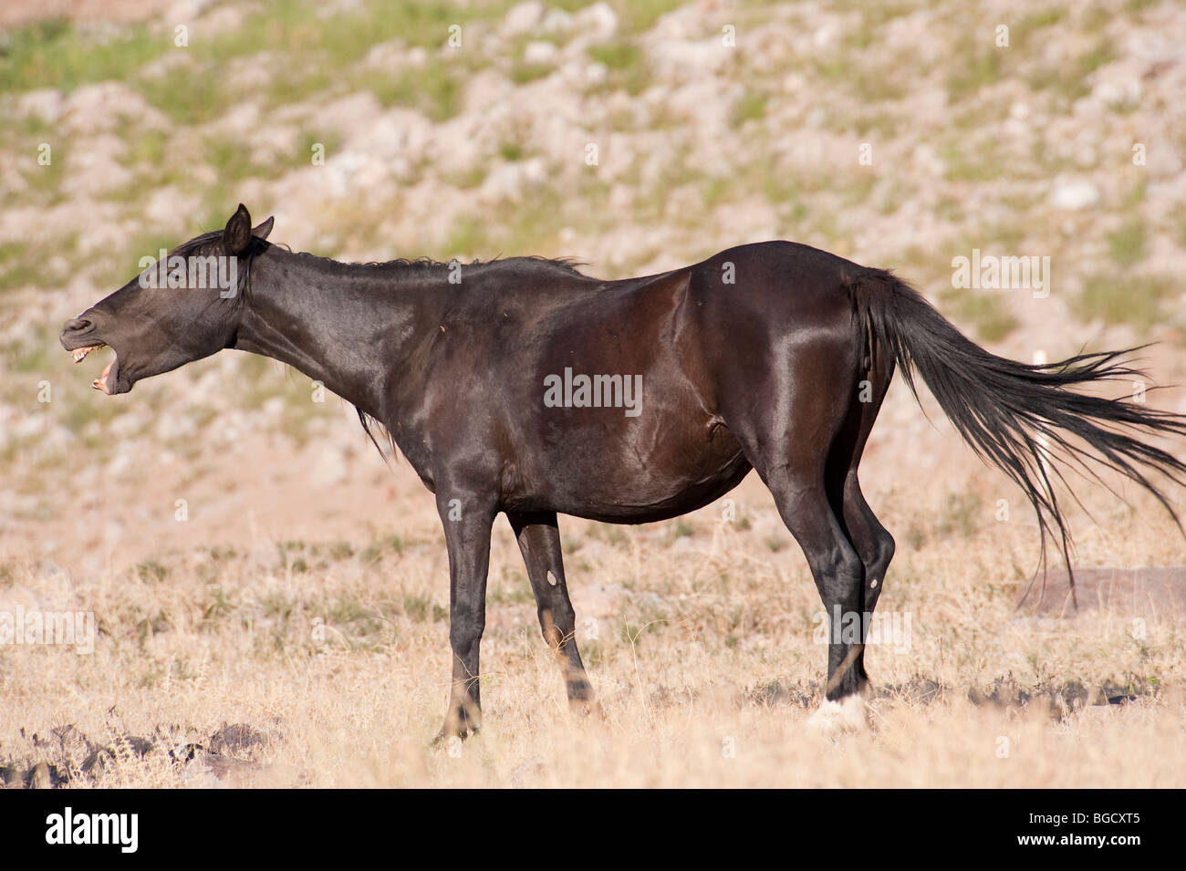 Wilde Pferd Equus Ferus Caballus Nevada Stockfoto