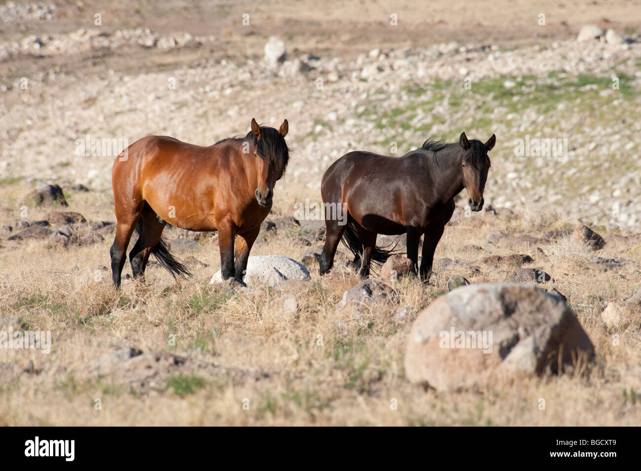Wilde Pferde kämpfen Equus Ferus Caballus Nevada Stockfoto