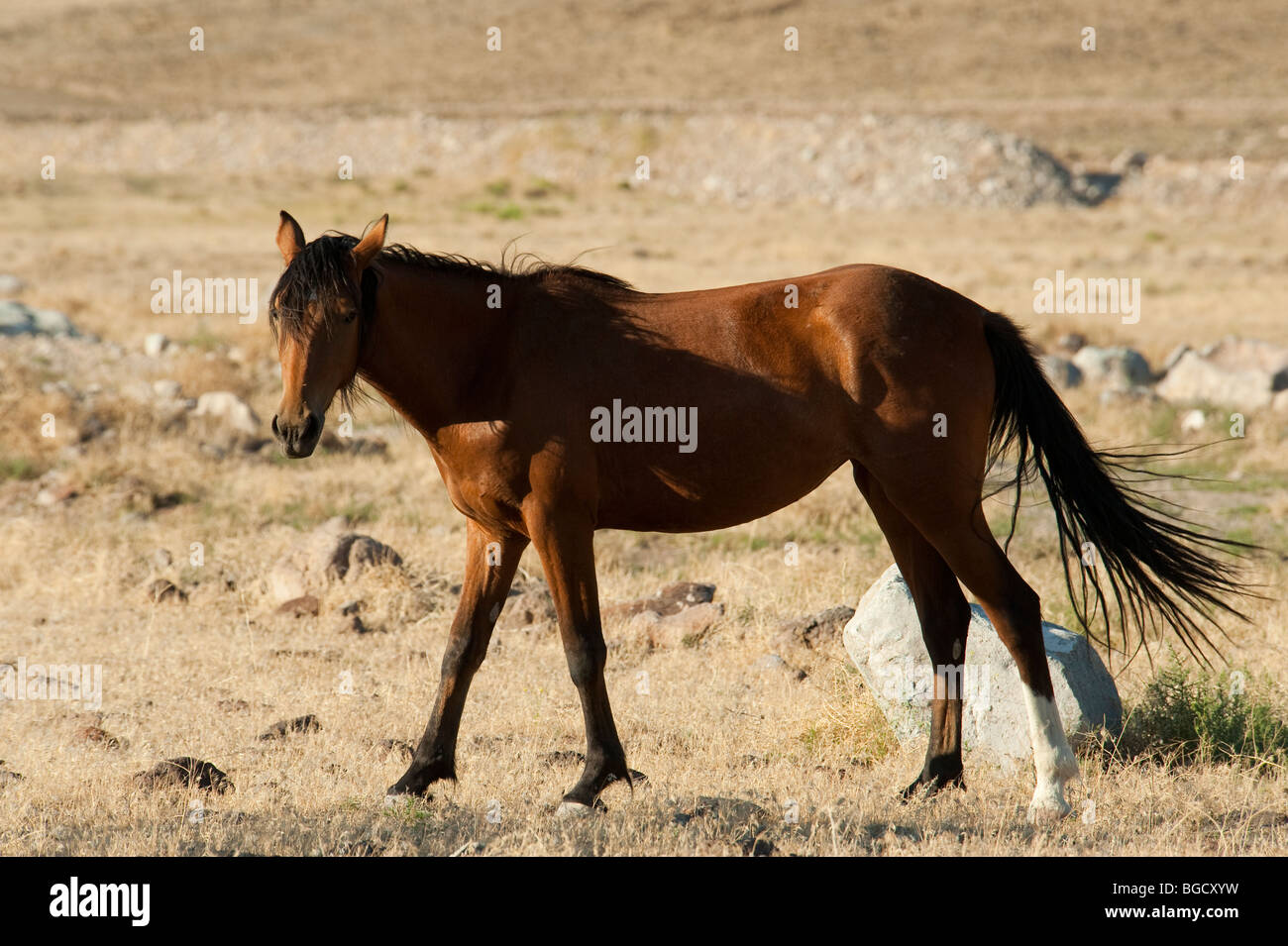 Wilde Pferd Equus Ferus Caballus Nevada Stockfoto