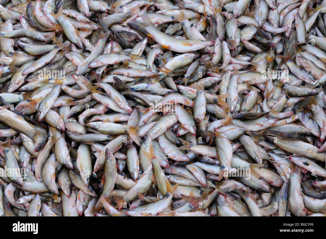 Laos; Champasak Provinz; Pakse; Fisch zum Verkauf an Talat Dao-Heuang, den neuen Markt Stockfoto