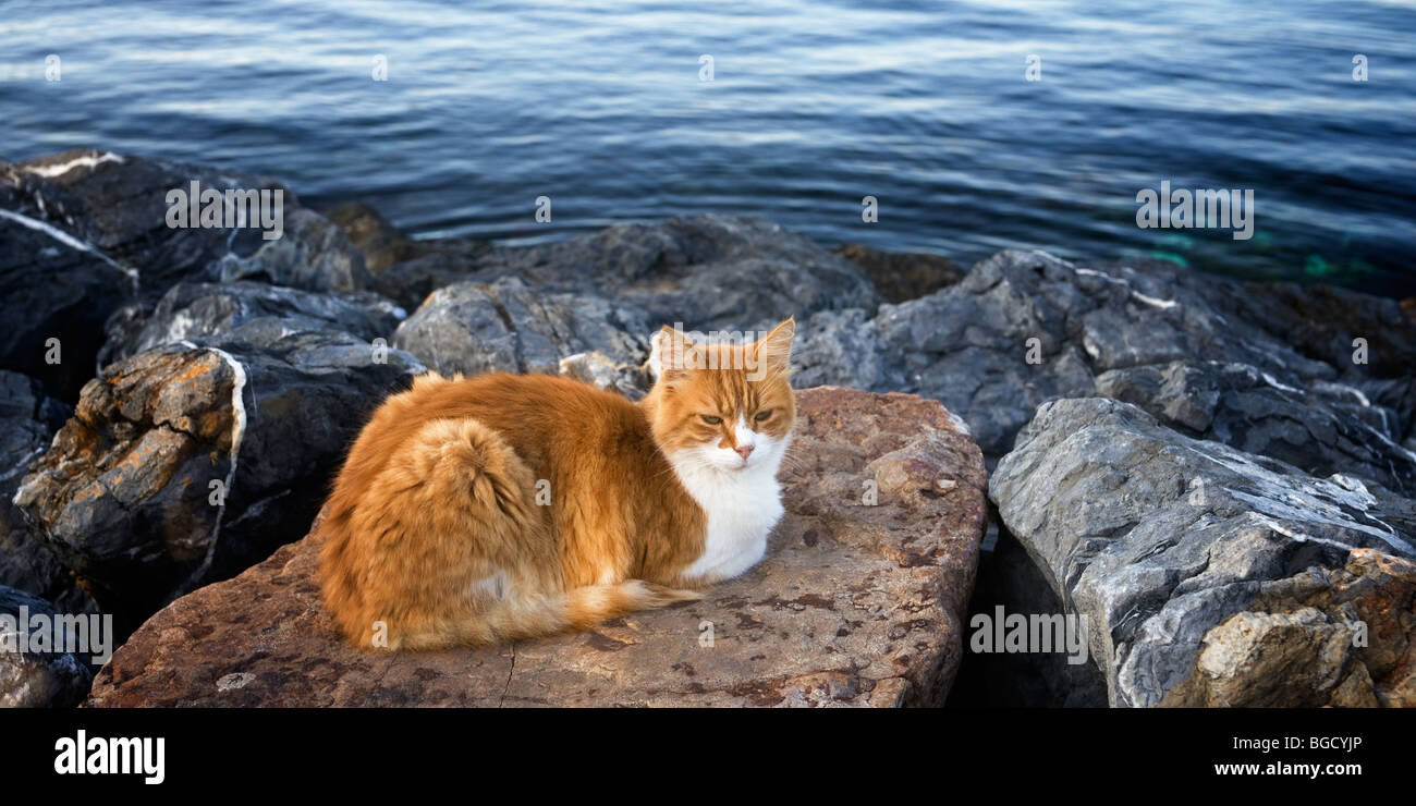 Rote Katze sitzen auf den Felsen am Meeresufer Prinzeninseln, Istanbul, Türkei Stockfoto