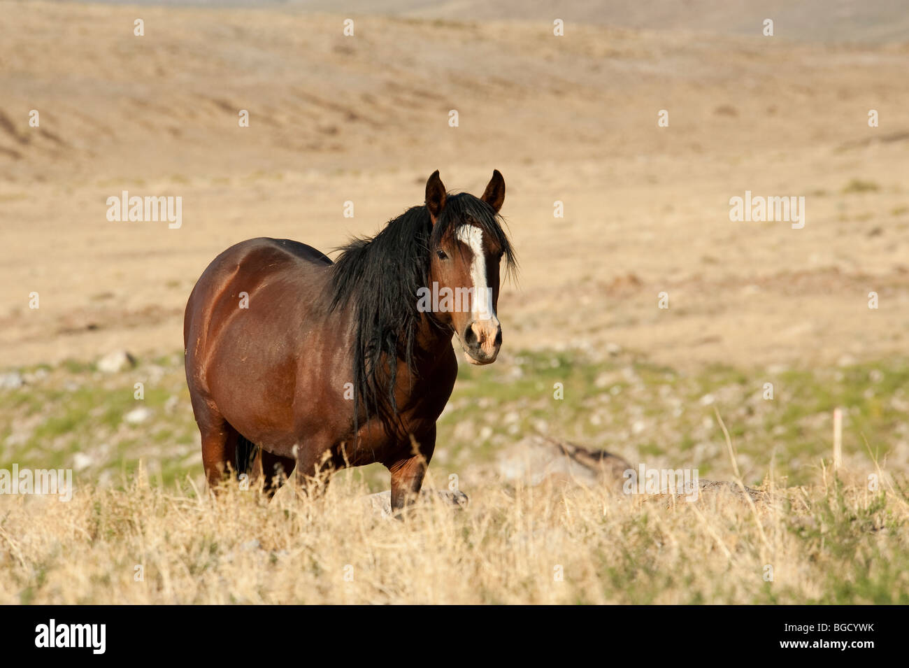 Wilde Pferd Equus Ferus Caballus Nevada Stockfoto