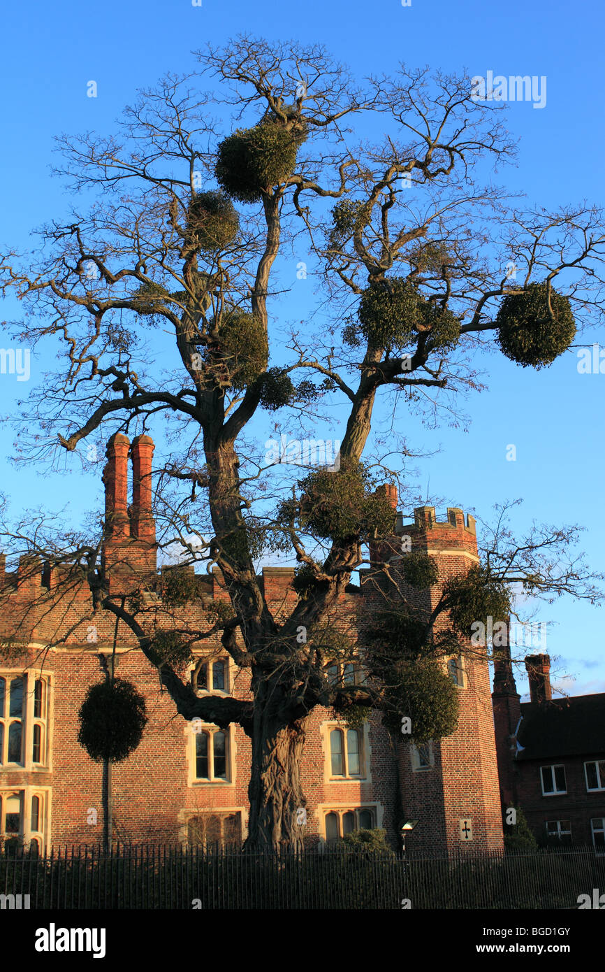 Mistel auf Baum vor Hampton Court Palace, East Molesey, Surrey, England, Großbritannien, Deutschland, UK, Europa Stockfoto