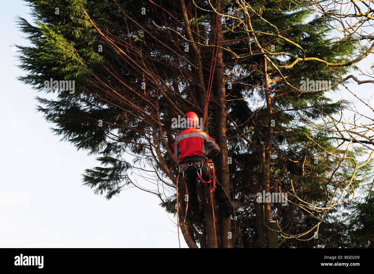 Baumpfleger tragen Schutzkleidung und mit Sicherheitsgurt schneiden eine große Leylandii Baum Carmarthenshire Wales Stockfoto