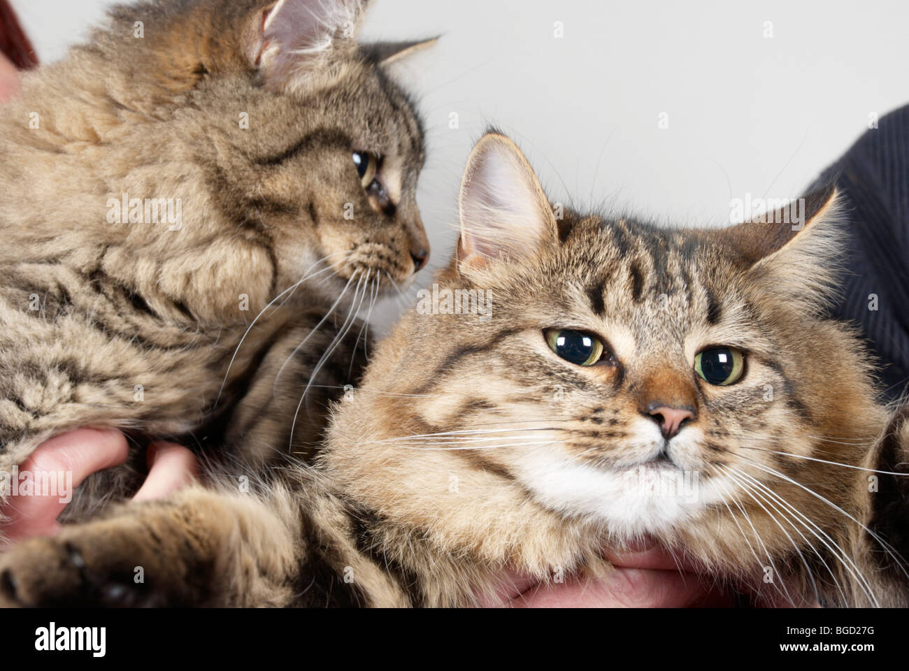 Katzen, die von ihren Besitzern gehalten Stockfoto