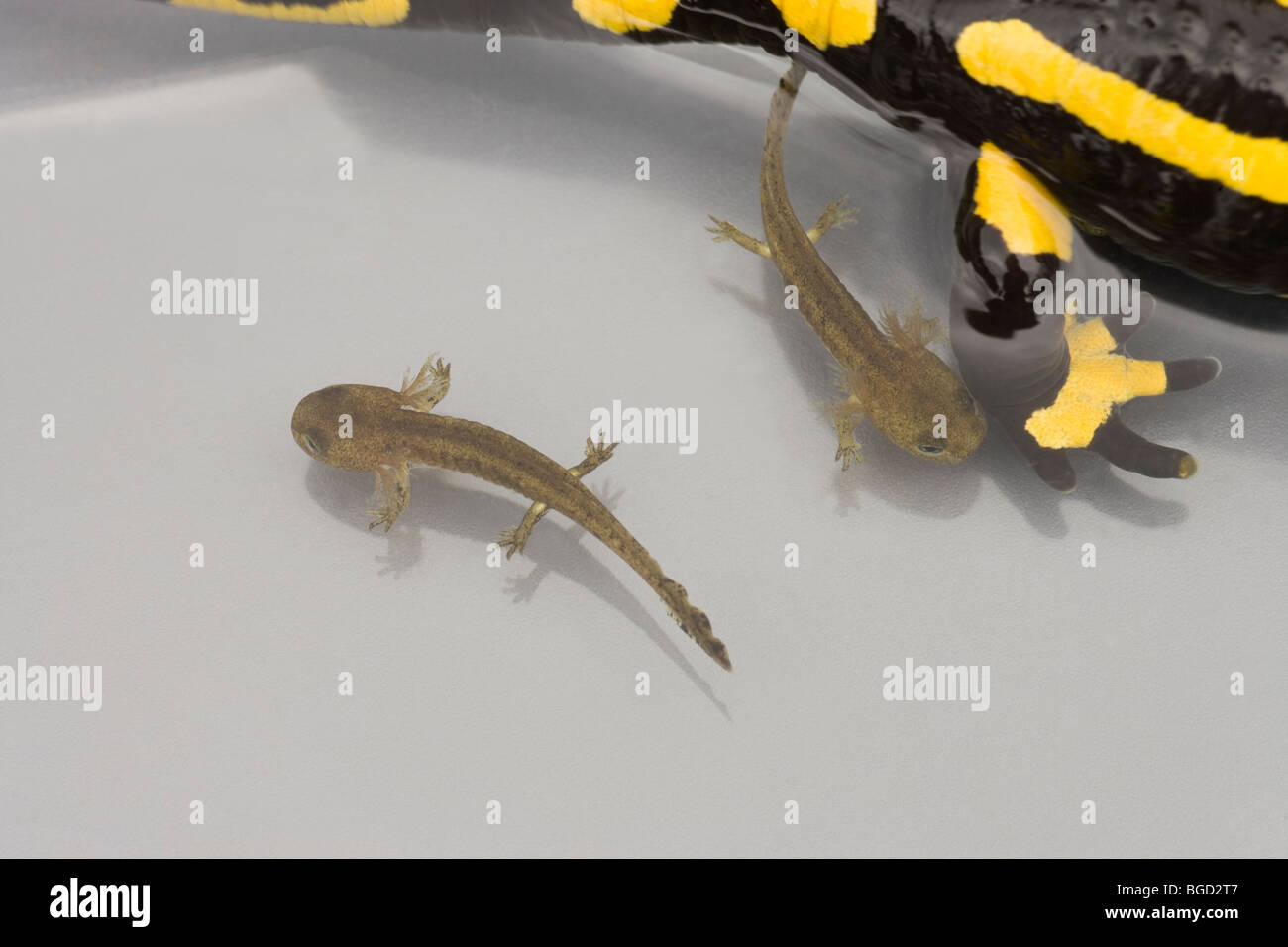 Europäische Feuersalamander (Salamandra salamandra). Neu geborene Jungen, Kaulquappen oder Larven, neben Mutter, weiblich. Lebendgebärenden Geburt. Stockfoto