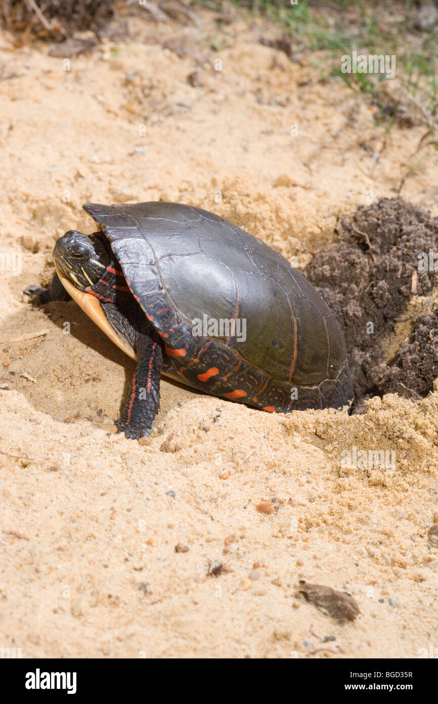 North American gemalt Schildkröten (Chrysemys Picta). Weibliche Graben Nest Loch im Boden mit Hinterpfoten. Stockfoto