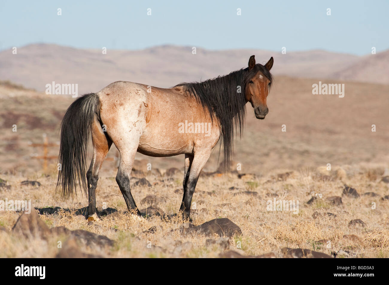 Wilde Pferd Equus Ferus Caballus Nevada Stockfoto