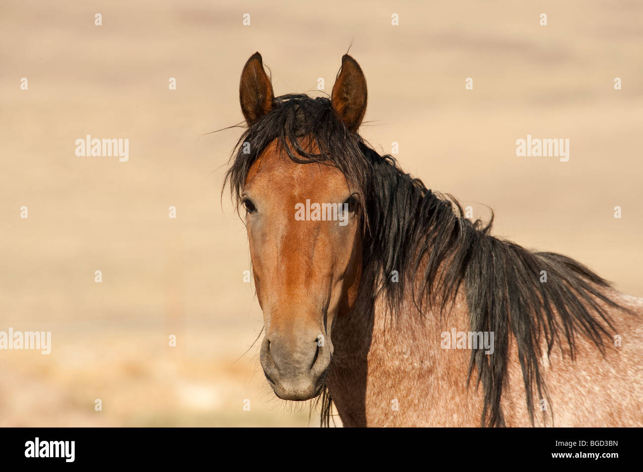 Wilde Pferd Equus Ferus Caballus Nevada Stockfoto