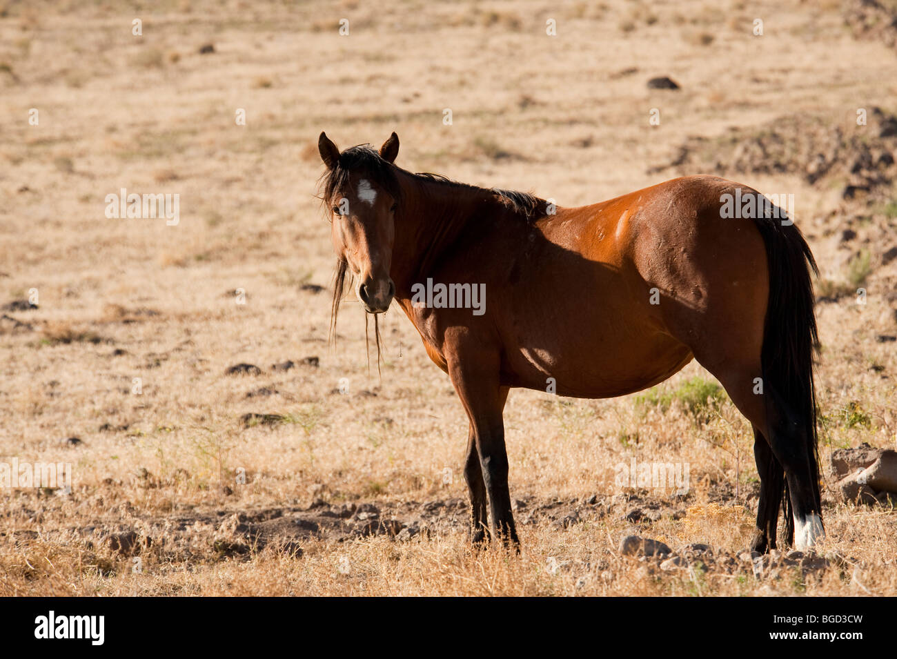 Wilde Pferd Equus Ferus Caballus Nevada Stockfoto