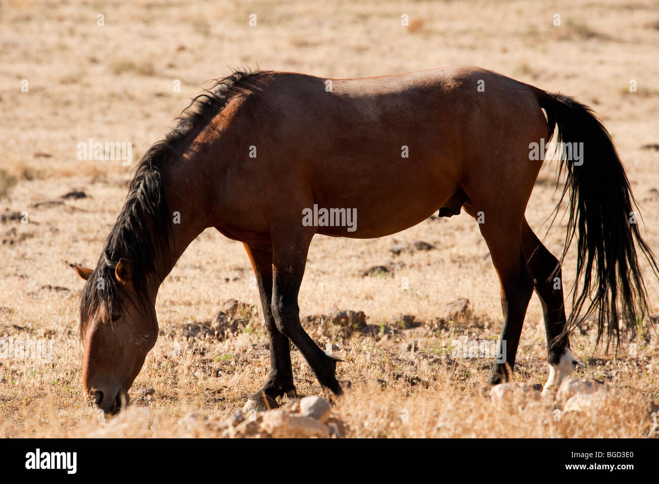 Wilde Pferd Equus Ferus Caballus Nevada Stockfoto