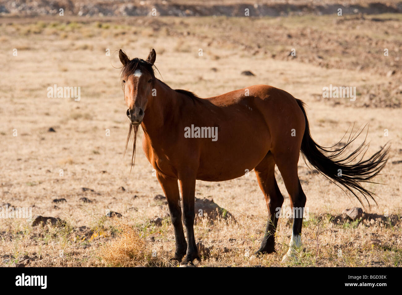 Wilde Pferd Equus Ferus Caballus Nevada Stockfoto