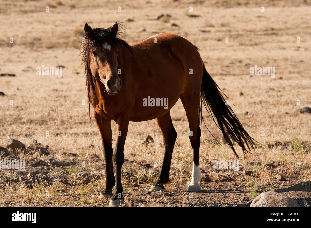Wilde Pferd Equus Ferus Caballus Nevada Stockfoto