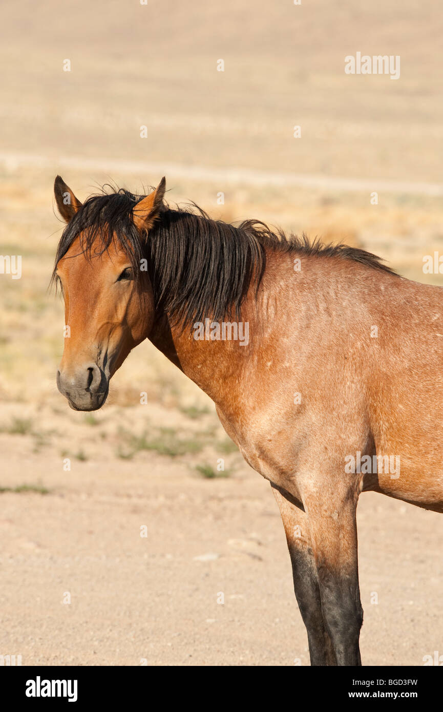 Wilde Pferd Equus Ferus Caballus Nevada Stockfoto