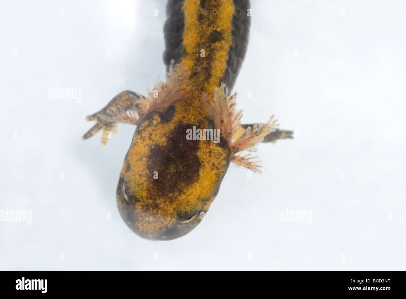 Europäische Feuersalamander (Salamandra Salamandrs). Larve oder Kaulquappe zeigt äußere Kiemen zur Atmung im Wasser. Stockfoto