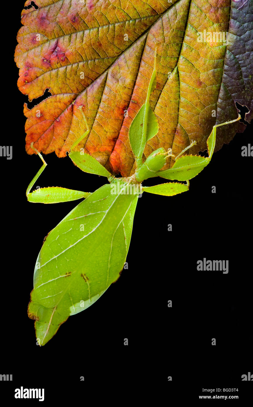 Phyllium Sp. Philippinen Blatt Insekt Spazierstock aussehen ein Blatt aussehen wie Leafinsect Tiere rote grüne Blatt Blätter Stockfoto