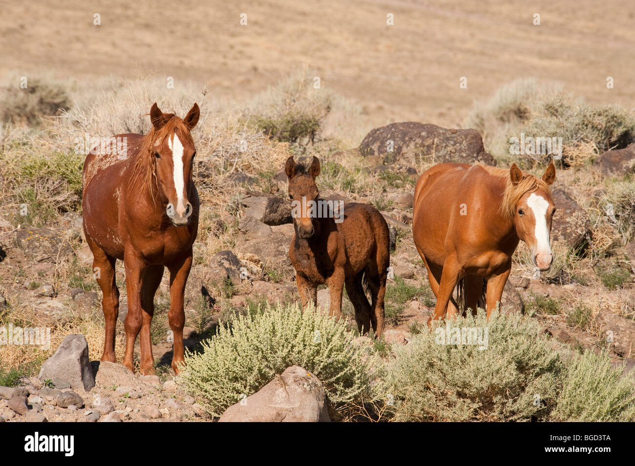Wilde Pferde Equus Ferus Caballus Nevada Stockfoto
