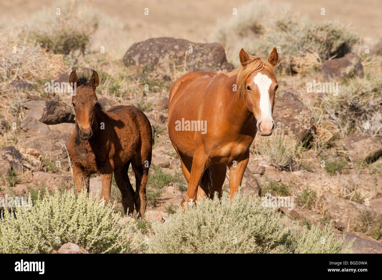 Wilde Pferde Stute mit Fohlen Baby Equus Ferus Caballus Nevada Stockfoto